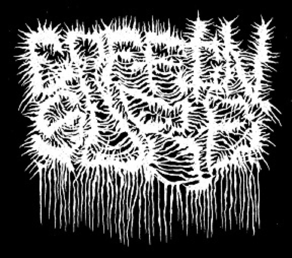 Coffin Sore